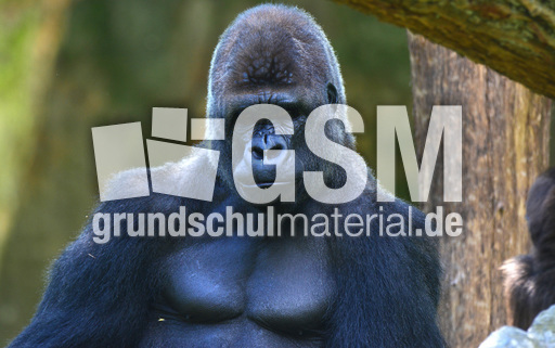 Silberrücken (2).jpg